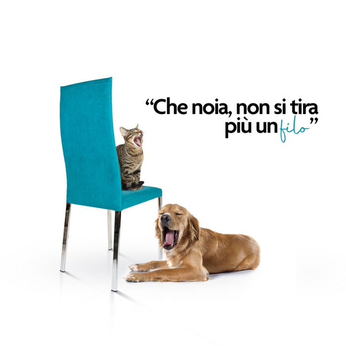 GATTO.